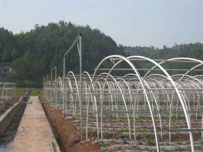 大棚骨架常用于蔬菜種植中